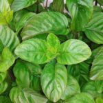 Basil image from free-image.com