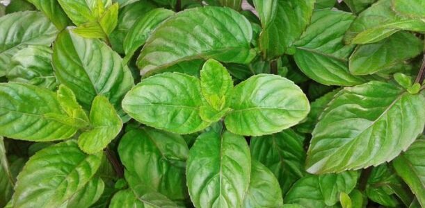 Basil: The Fragrant Powerhouse of the Garden and Kitchen