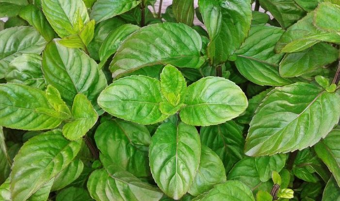 Basil: The Fragrant Powerhouse of the Garden and Kitchen