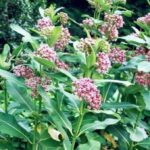milkweed image from free-images.com