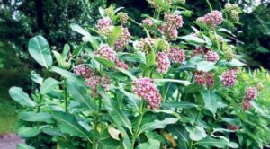 milkweed image from free-images.com