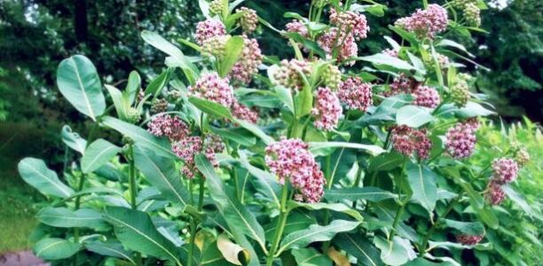 Milkweed: The Essential Plant for Monarchs and More