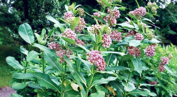 Milkweed: The Essential Plant for Monarchs and More