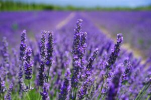 lavender image from free-images.com listed as CC0 or public domain
