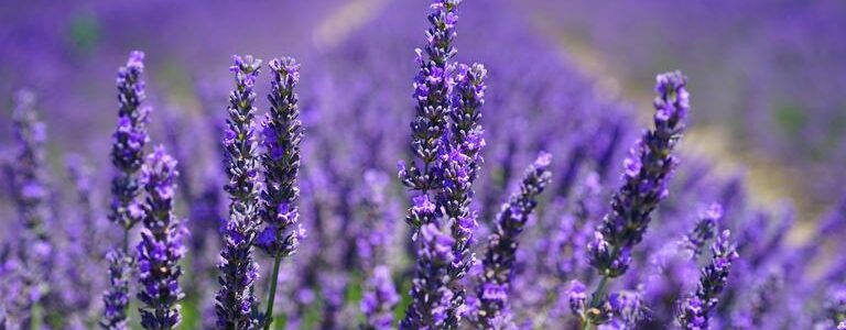 Lavender: The Versatile Herb of Calm and Flavor