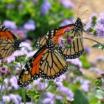 pollinator butterflies image from free-images.com