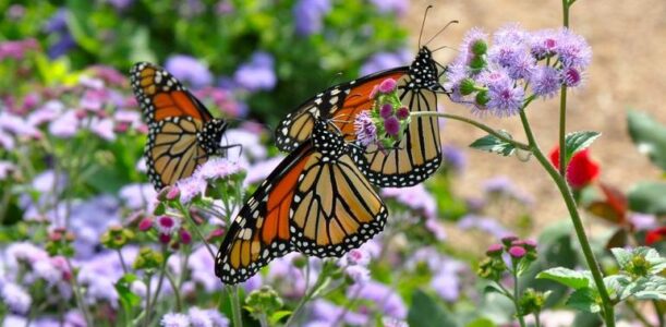 How to Plant a Pollinator Garden (Zone 4 and Up)