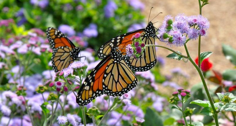 How to Plant a Pollinator Garden (Zone 4 and Up)