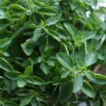 Oregano image from free-images-com