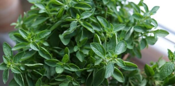 Oregano: A Fragrant Powerhouse of the Herb Garden