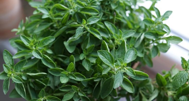 Oregano: A Fragrant Powerhouse of the Herb Garden