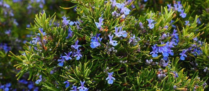The Power of Rosemary: Growing, Harvesting, Cooking, and Healing