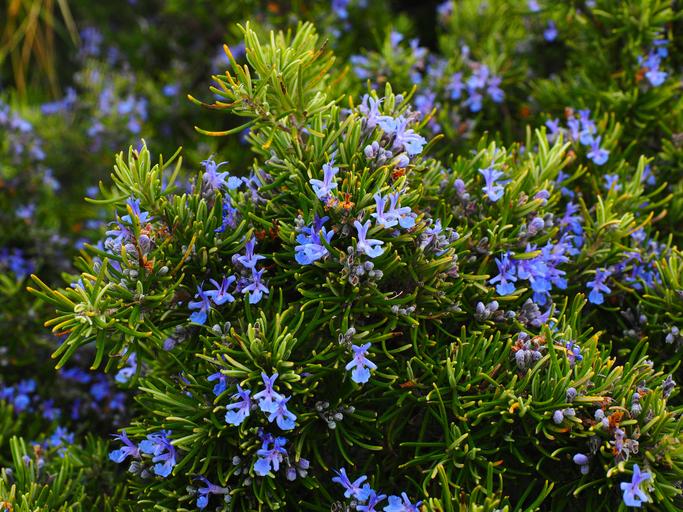 The Power of Rosemary: Growing, Harvesting, Cooking, and Healing