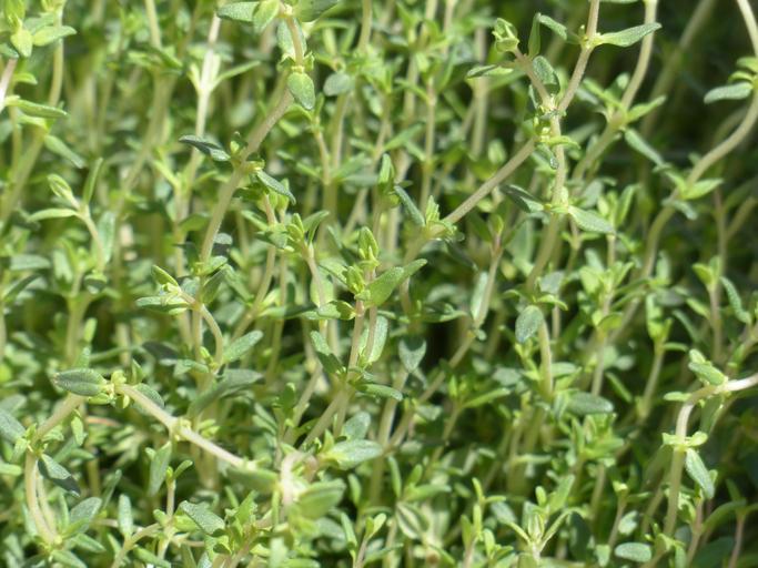 Thyme: Perfect for the Garden, Kitchen, and Medicine Cabinet